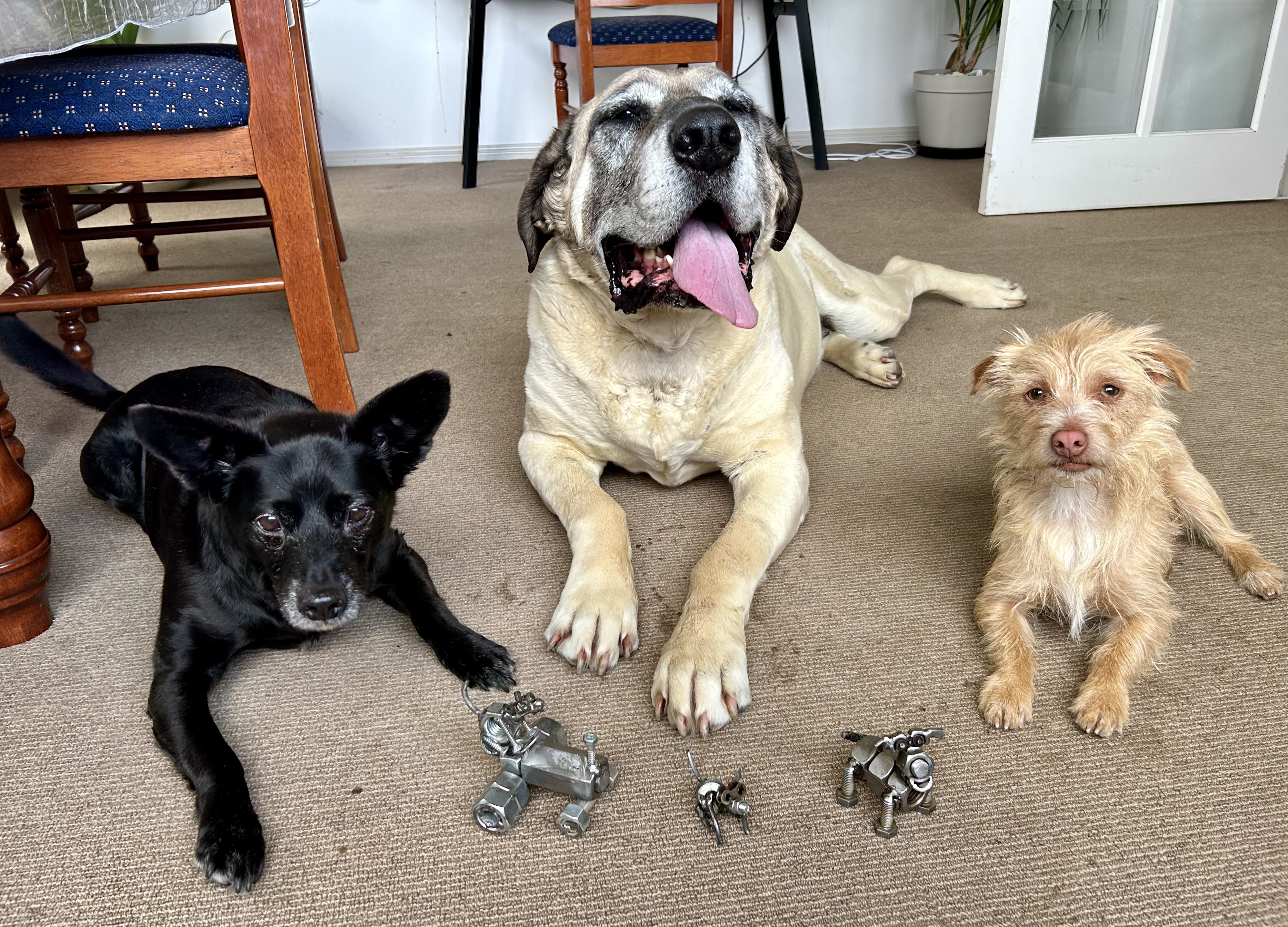 Three well trained and satisfied dogs.
